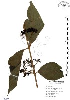 藏品(杜虹花，台灣紫珠)的圖片