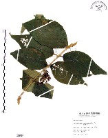 藏品(杜虹花，台灣紫珠)的圖片