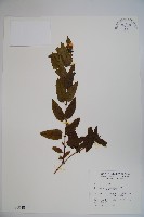 藏品(阿里山忍冬、漸尖葉忍冬)的圖片