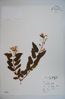 藏品(阿里山忍冬、漸尖葉忍冬)的圖片