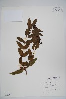 藏品(阿里山忍冬、漸尖葉忍冬)的圖片