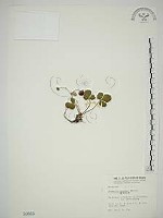 藏品(臺灣草莓)的圖片