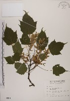 藏品(臺灣紅榨槭)的圖片