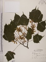 藏品(臺灣紅榨槭)的圖片