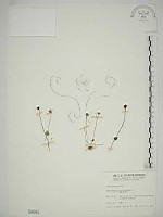 藏品(梅花草)的圖片