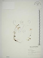 藏品(梅花草)的圖片