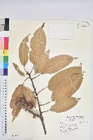 藏品(木槿)的圖片