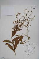 藏品(琉璃草)的圖片