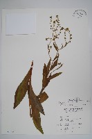 藏品(琉璃草)的圖片