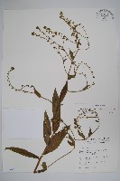 藏品(琉璃草)的圖片