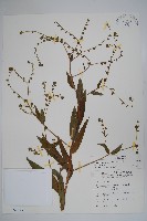 藏品(琉璃草)的圖片