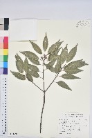 藏品(玉山水苦賈)的圖片