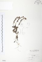 藏品(玉山水苦賈)的圖片