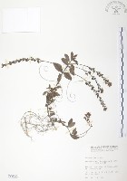 藏品(玉山水苦賈)的圖片