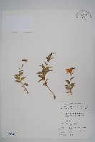 藏品(玉山沙參)的圖片