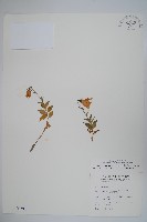 藏品(玉山沙參)的圖片