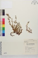 藏品(合歡柳葉菜)的圖片