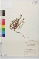 藏品(合歡柳葉菜)的圖片