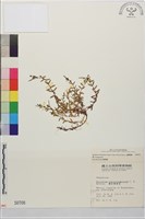 藏品(合歡柳葉菜)的圖片