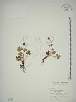 藏品(臺灣草莓)的圖片