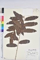 藏品(金劍草)的圖片