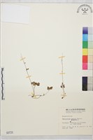 藏品(臺灣唐松草、臺灣鐵大烏)的圖片