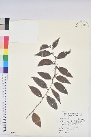 藏品(臺灣油點草)的圖片