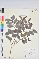 藏品(臺灣油點草)的圖片