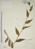 藏品(臺灣油點草)的圖片