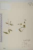 藏品(狗筋蔓)的圖片