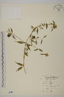 藏品(狗筋蔓)的圖片