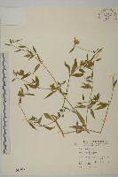 藏品(狗筋蔓)的圖片