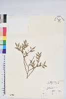 藏品(毛蕊花)的圖片