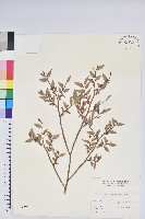 藏品(毛蕊花)的圖片