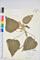 藏品(玉山假沙梨)的圖片