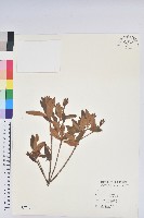 藏品(金毛杜鵑)的圖片