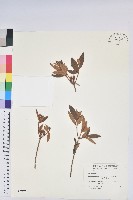 藏品(金毛杜鵑)的圖片