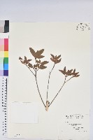 藏品(金毛杜鵑)的圖片