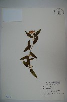 藏品(阿里山忍冬、漸尖葉忍冬)的圖片