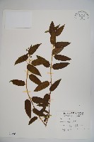 藏品(阿里山忍冬、漸尖葉忍冬)的圖片