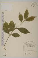 藏品(大丁黃)的圖片