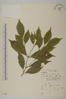 藏品(大丁黃)的圖片