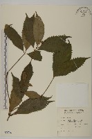 藏品(草珊瑚、紅果金粟蘭)的圖片