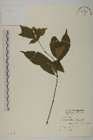 藏品(草珊瑚、紅果金粟蘭)的圖片