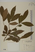 藏品(草珊瑚、紅果金粟蘭)的圖片