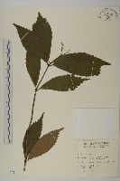 藏品(草珊瑚、紅果金粟蘭)的圖片