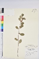 藏品(風輪菜)的圖片