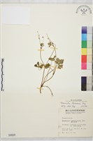 藏品(鹿場毛茛)的圖片