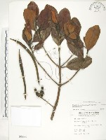 藏品(水筆仔)的圖片