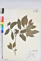 藏品(虎杖、黃藥子)的圖片